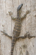 goanna on a tree