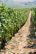 les vignes