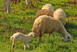 Sheeps