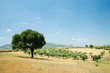 sobreiro3