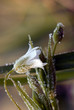 white frost