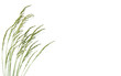 herbes sur fond de ciel blanc