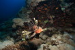 rascasse volante (pterois miles)