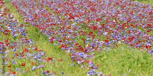 panorama fleuri panorama fleuri