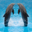 dolphin twins