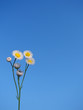 blue sky litte daisy