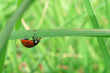 ladybird