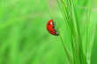 ladybird