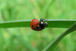 ladybird