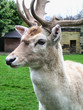 deer in captivity