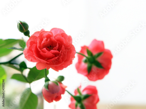 roses-01