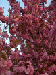 photo prunus no.2