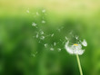 pusteblume