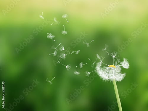 pusteblume