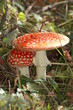 amanite