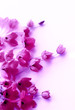 lilac flower border