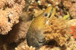 murène talouée (siderea grisea)
