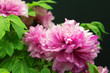 peony3