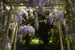 Foto: wisteria archway wisteria archway