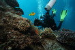 photographe shootant un couple de poissons clowns