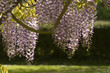 Foto: wisteria blossom profile wisteria blossom profile