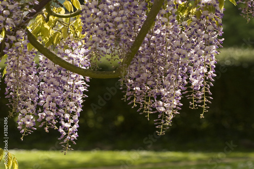 Foto: wisteria blossom profile wisteria blossom profile