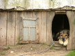 lonely dog