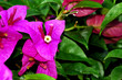 bougainvillea