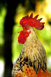 the crow of a cock the crow of a cock