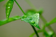 dew ii