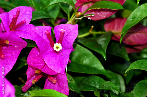 bougainvillea