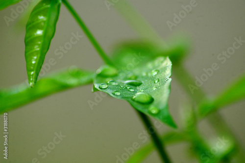 dew ii