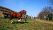 ordogu horse