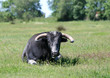 tête de taureau de face