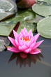 fleur de lotus fleur de lotus