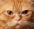 cat face