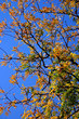 new england fall foliage new england fall foliage
