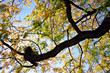 new england fall foliage new england fall foliage
