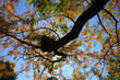 new england fall foliage new england fall foliage