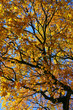new england fall foliage new england fall foliage