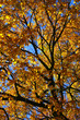 new england fall foliage new england fall foliage