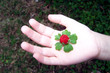 berry in hand