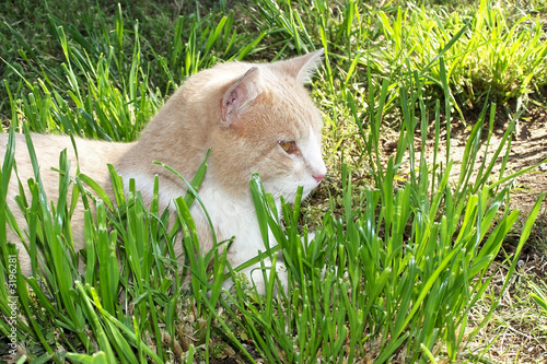 Photo: orange cat in the grass orange cat in the grass