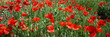 les coquelicots