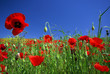 Photo: un coquelicot dans le ciel bleu un coquelicot dans le ciel bleu