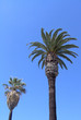 two kinds of palm tree - vertical