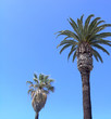 two kinds of palm tree
