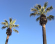 two palm trees