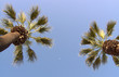 moon with two palm trees