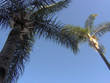 half moon with palm trees 1